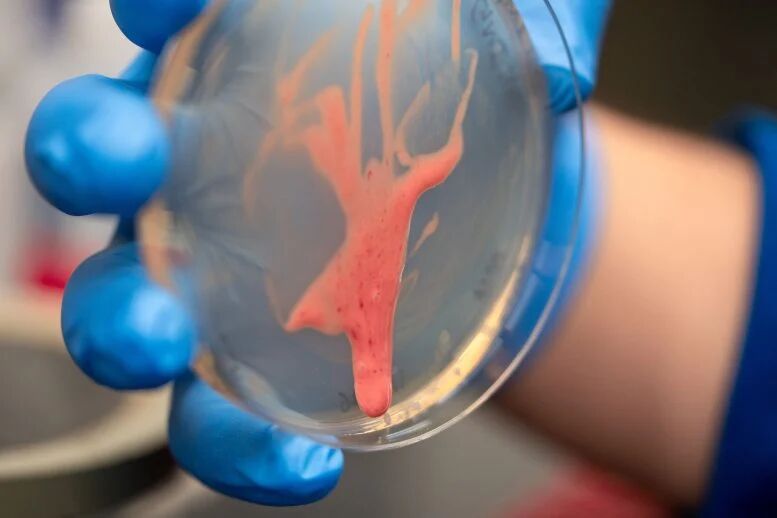 کشف راز یک قاتل نامرئی: این باکتری گیاهان را از پا درمی‌آورد – پایگاه خبری صبح اقتصاد آنلاین،تحلیل اقتصادی،اخبار اقتصادی