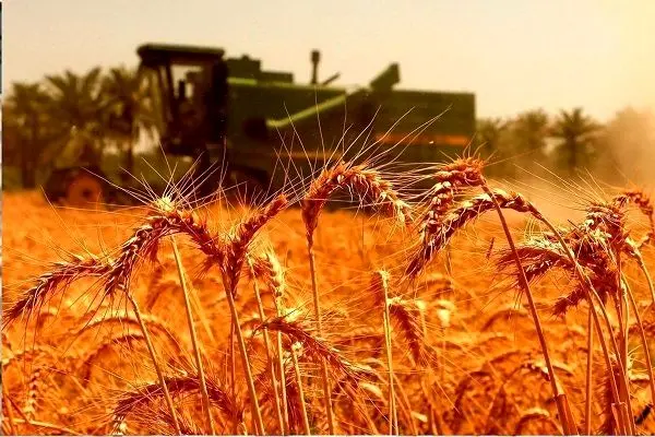 قیمت گندم تغییر کرد؛ نان و ماکارونی گران می‌شود؟