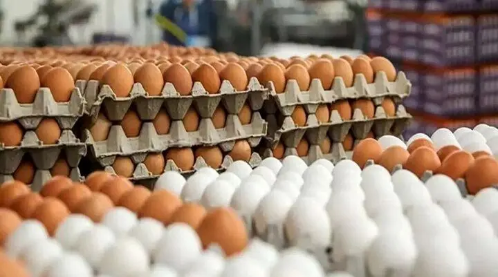 تخم‌مرغ ۱۰۰ هزار تومان کمتر از قیمت تمام شده عرضه می‌شود
